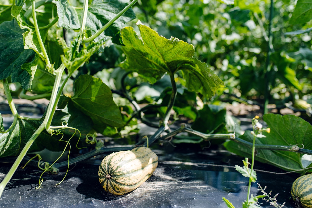 Terrain de la Gurzelen, Bienne – Champs de légumes