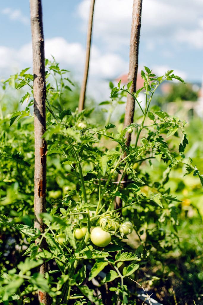 Terrain de la Gurzelen, Bienne – Champs de légumes