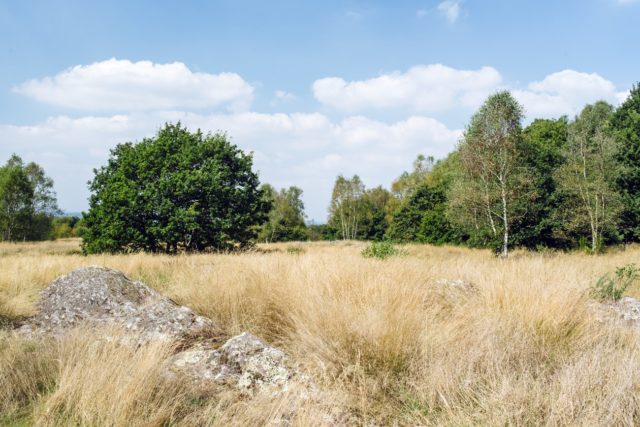 Bretagne, forêt de Paimpont