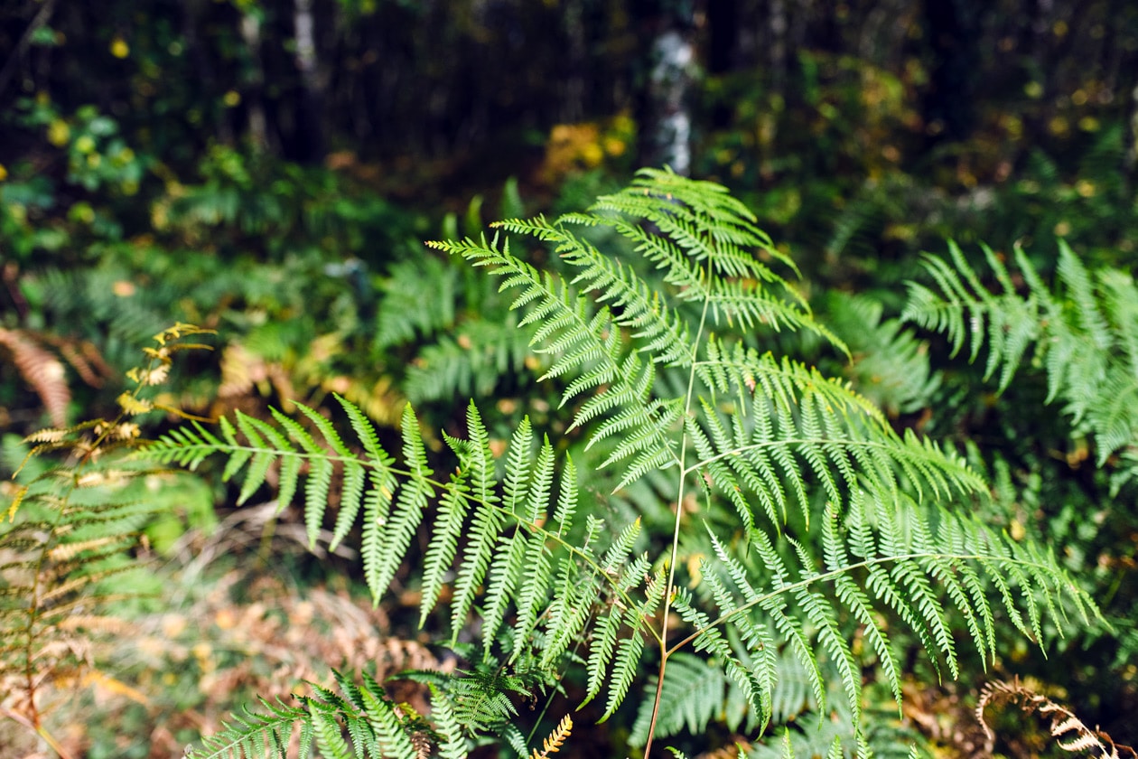 Bretagne, forêt de Paimpont