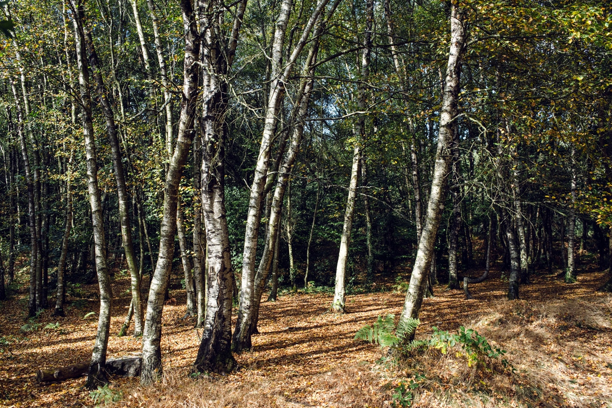 Bretagne, forêt de Paimpont