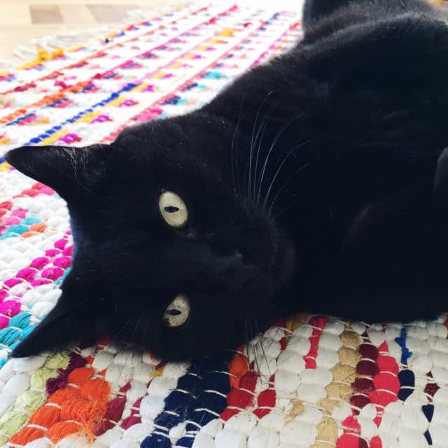 Mon beau chat noir <3