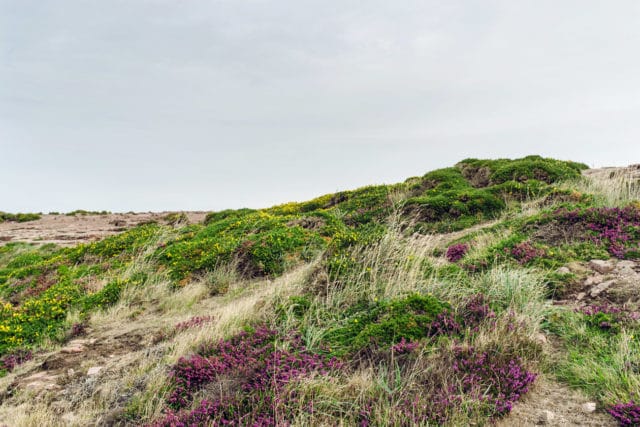 Bretagne, lande de bruyère et d'ajoncs au Cap Fréhel