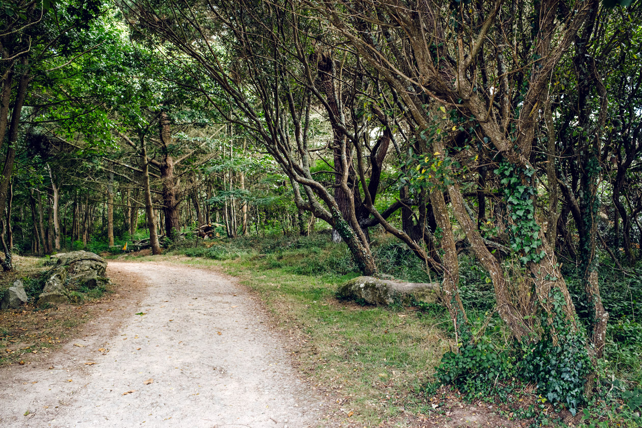 Bretagne – Réserve naturelle de Cap Sizun, Forêt du moulin de Keriolet