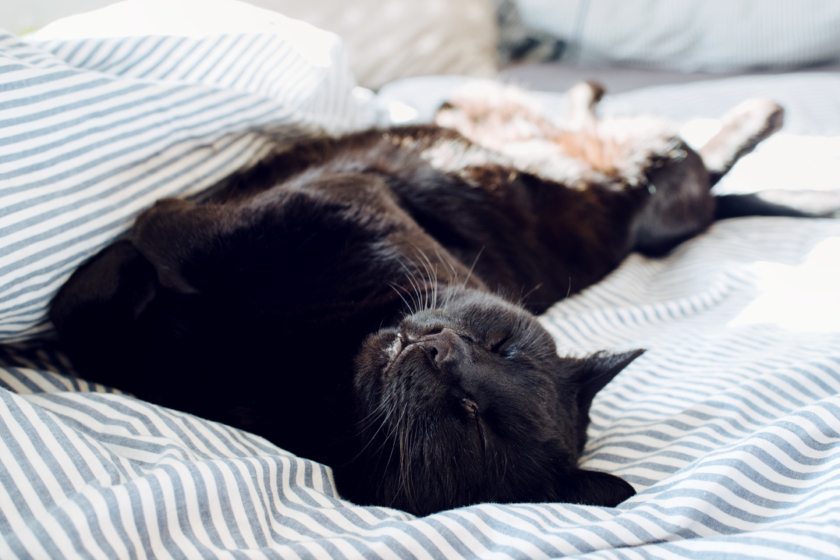 Mon beau chat noir se prélassant dans la couette