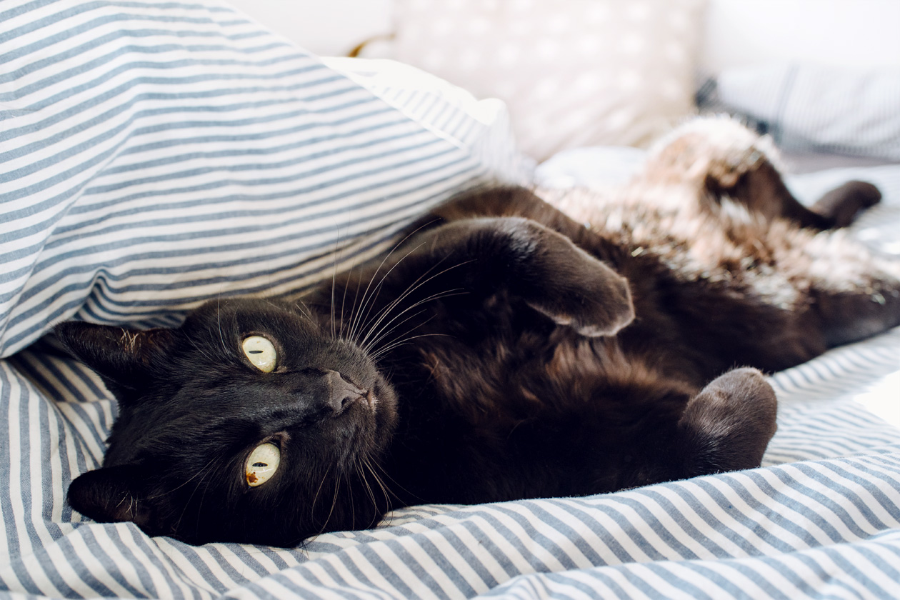 Mon beau chat noir se prélassant dans la couette