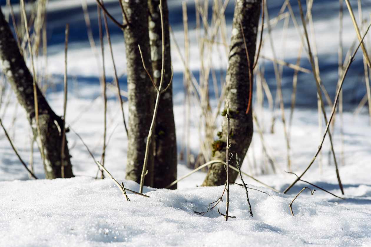 L'étang de la Guère, dans les Franches Montagnes, gelé et recouvert de neige