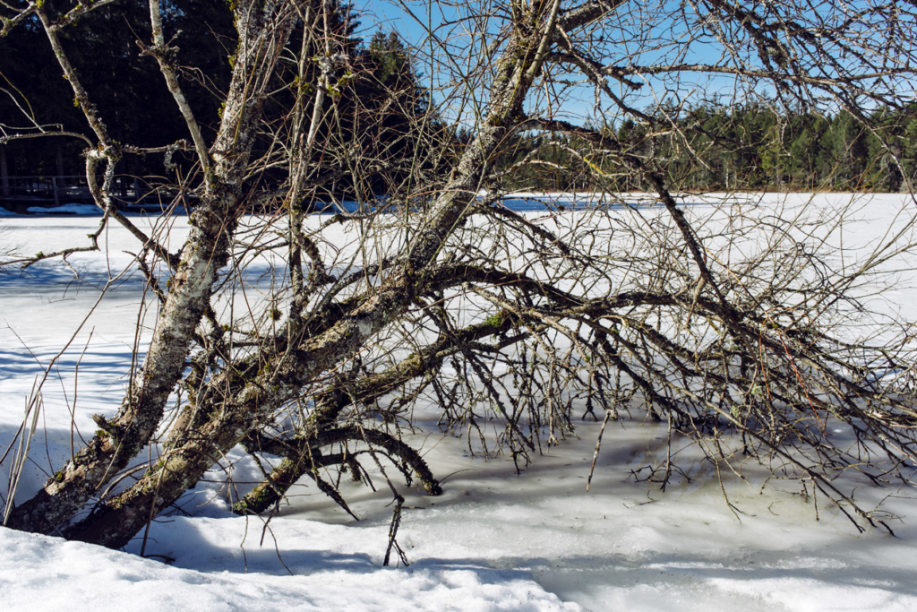 L'étang de la Guère, dans les Franches Montagnes, gelé et recouvert de neige