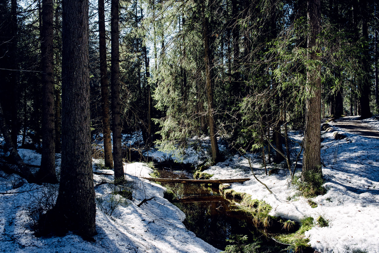 Promenade hivernale à l'étang de la Gruère, dans les Franches Montagnes