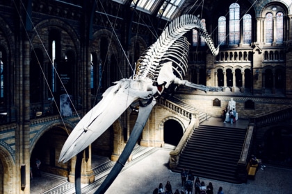 Squelette de baleine bleue suspendue dans le grand hall d'accueil du Musée d'Histoire Naturelle de Londres