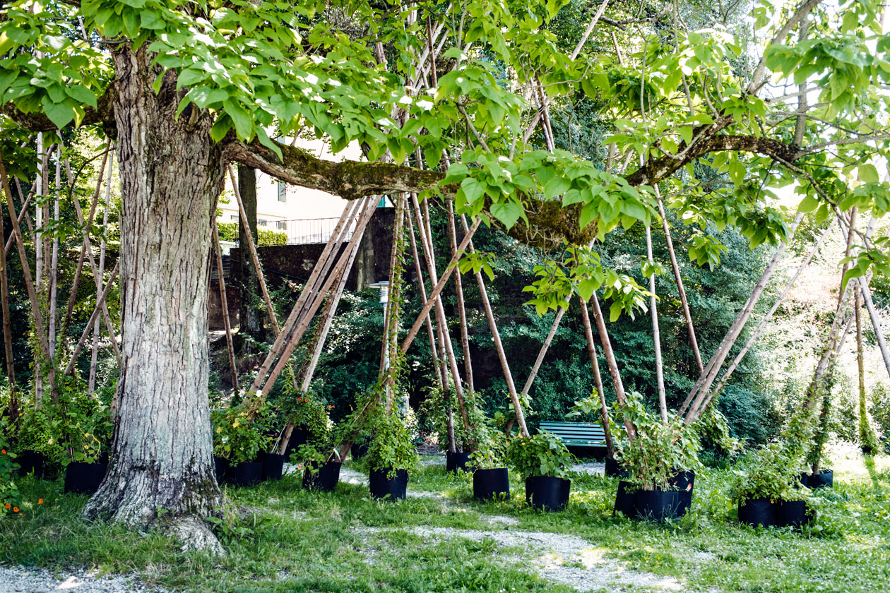 Lausanne Jardins 2019 – Micro Macro – Jardin de plantes grimpantes installé dans le square de Montétan