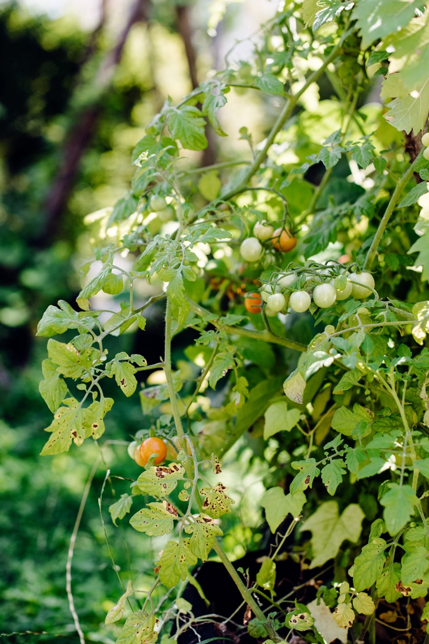 Lausanne Jardins 2019 – Micro Macro – Jardin de plantes grimpantes installé dans le square de Montétan