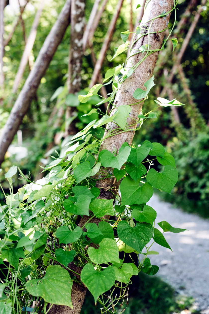 Lausanne Jardins 2019 – Micro Macro – Jardin de plantes grimpantes installé dans le square de Montétan