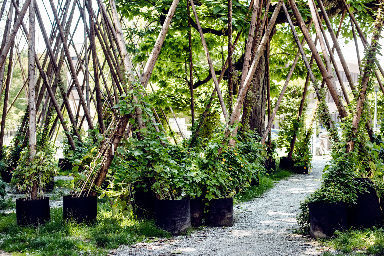 Lausanne Jardins 2019 – Micro Macro – Jardin de plantes grimpantes installé dans le square de Montétan