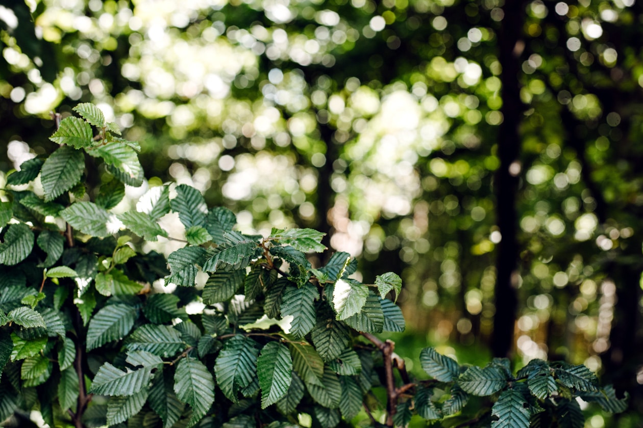 Lausanne Jardins 2019 – Bestial! – Forêt des clochettes 