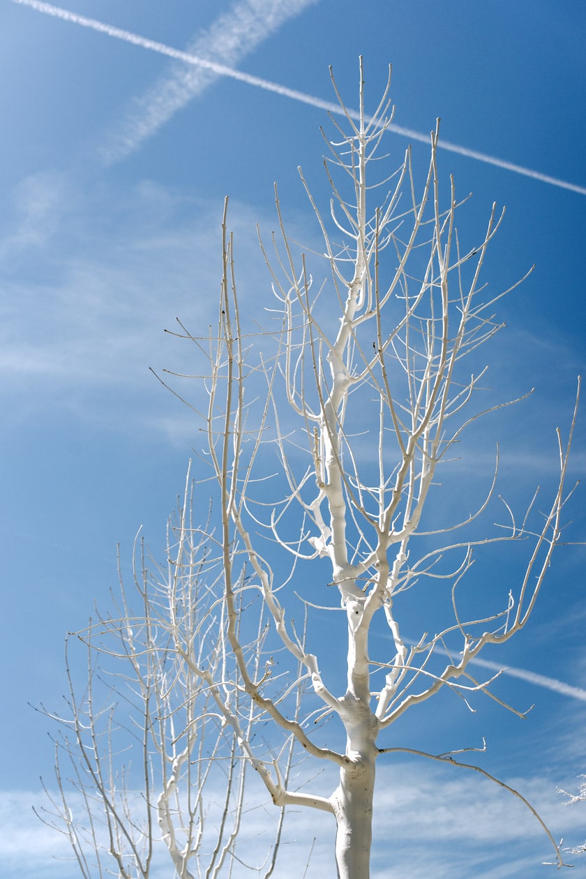 Lausanne Jardins 2019 – Le Verger de la paix – Toiture Bel-Air