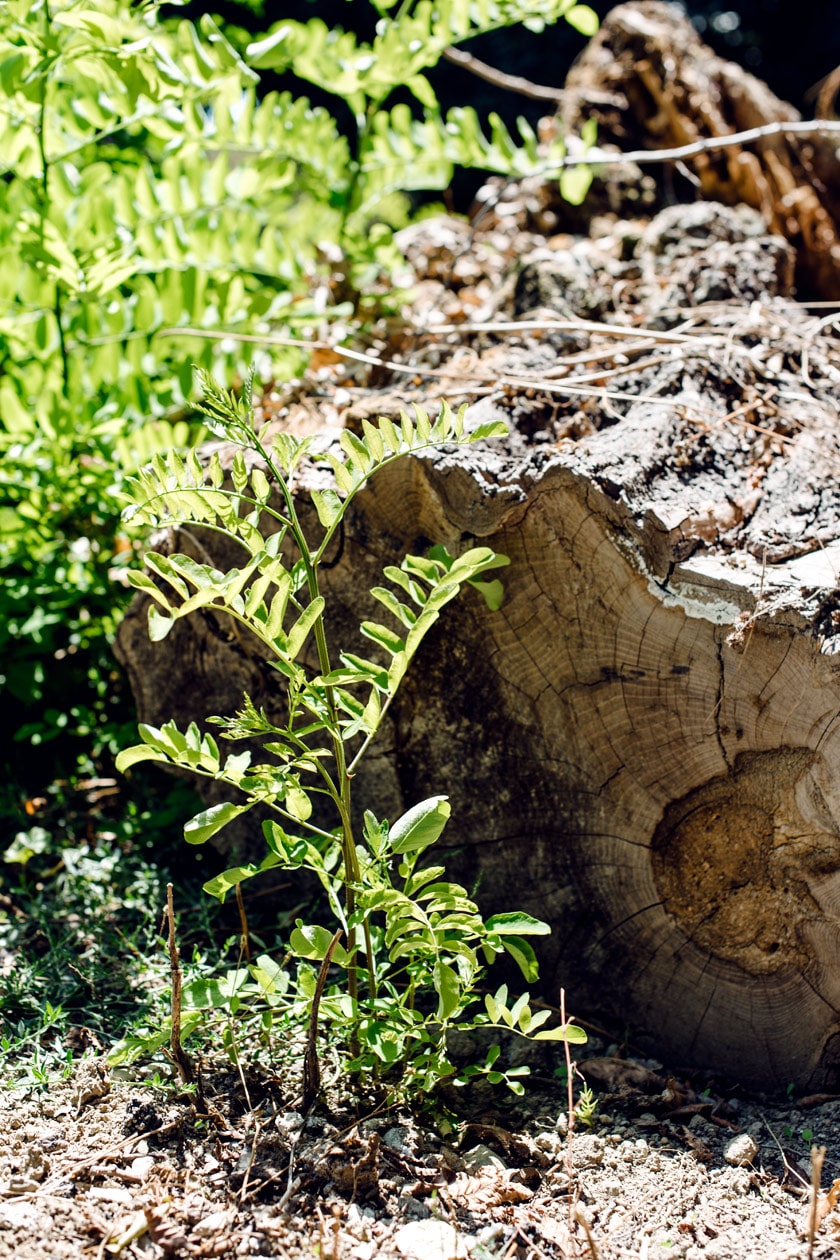 Lausanne Jardins 2019 – Coin de nature sauvage au Parc de Valency