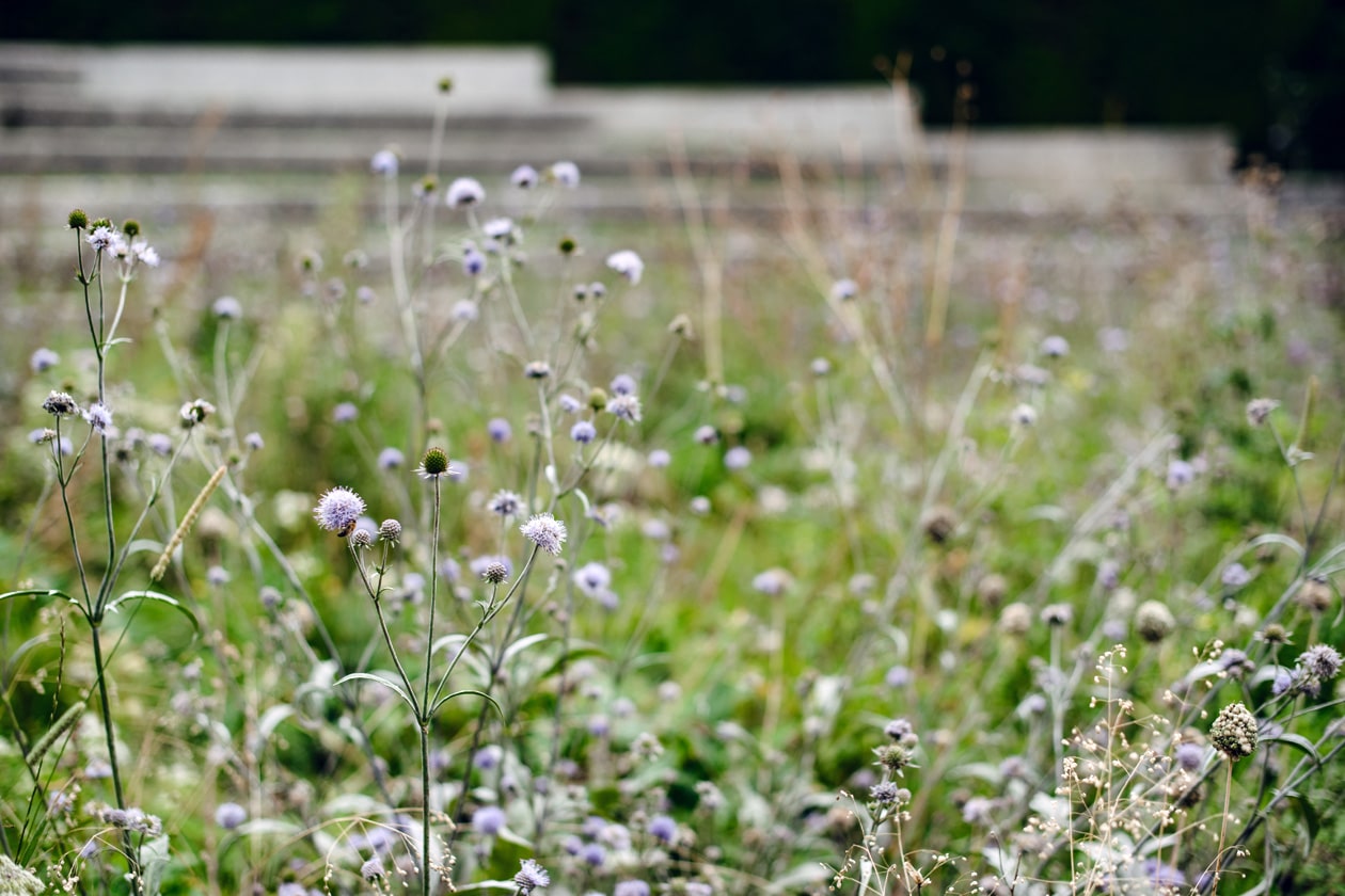 Lausanne Jardins 2019 –  La Grande Pimprenelle – Promenade Jean-Villard-Gilles