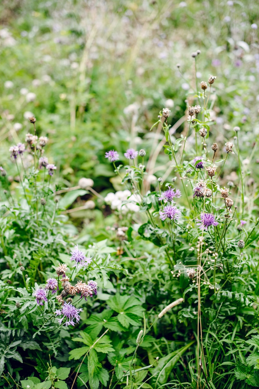 Lausanne Jardins 2019 – La Grande Pimprenelle – Promenade Jean-Villard-Gilles