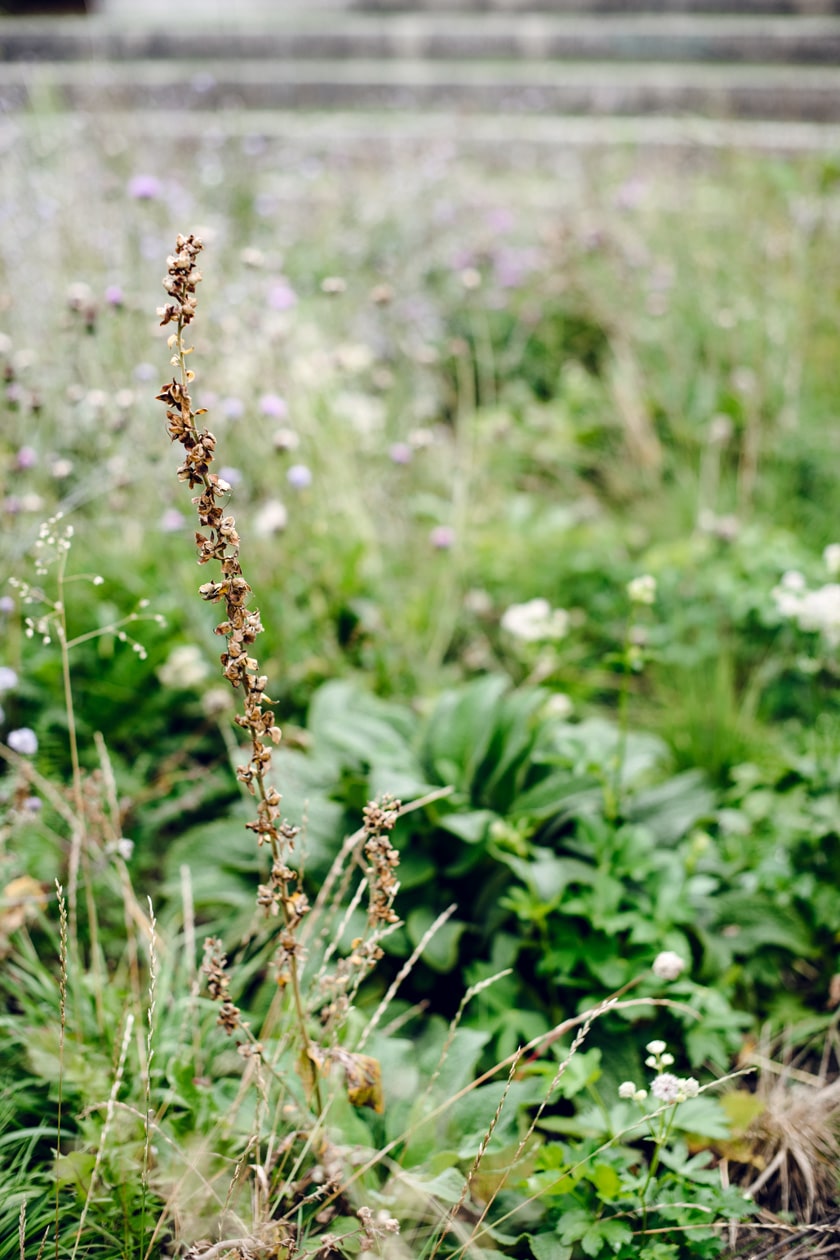 Lausanne Jardins 2019 – La Grande Pimprenelle – Promenade Jean-Villard-Gilles