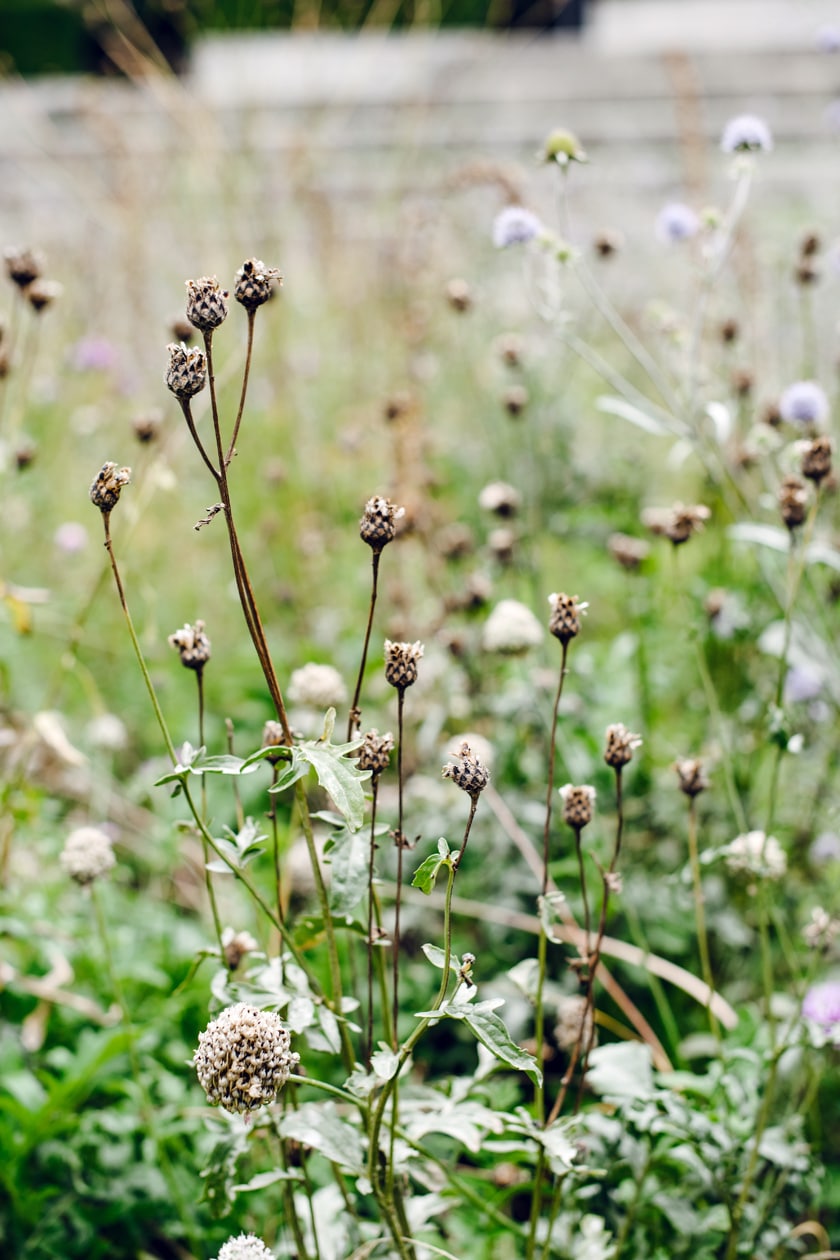 Lausanne Jardins 2019 – La Grande Pimprenelle – Promenade Jean-Villard-Gilles