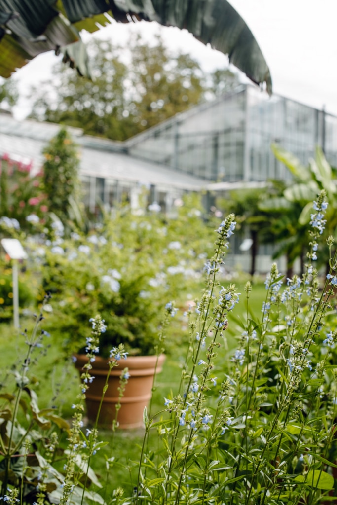 Freiburg im Breisgau – Balade au jardin botanique