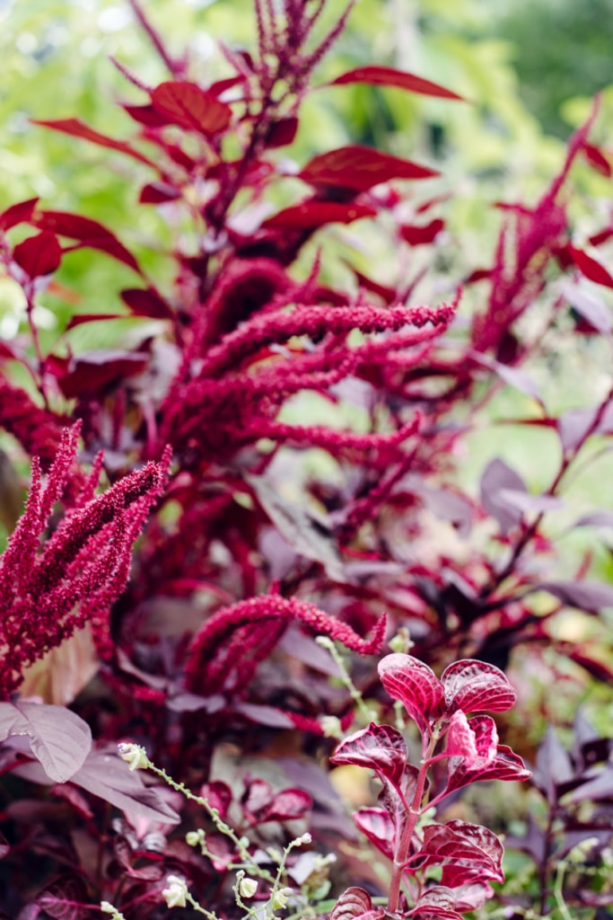 Freiburg im Breisgau – Balade au jardin botanique