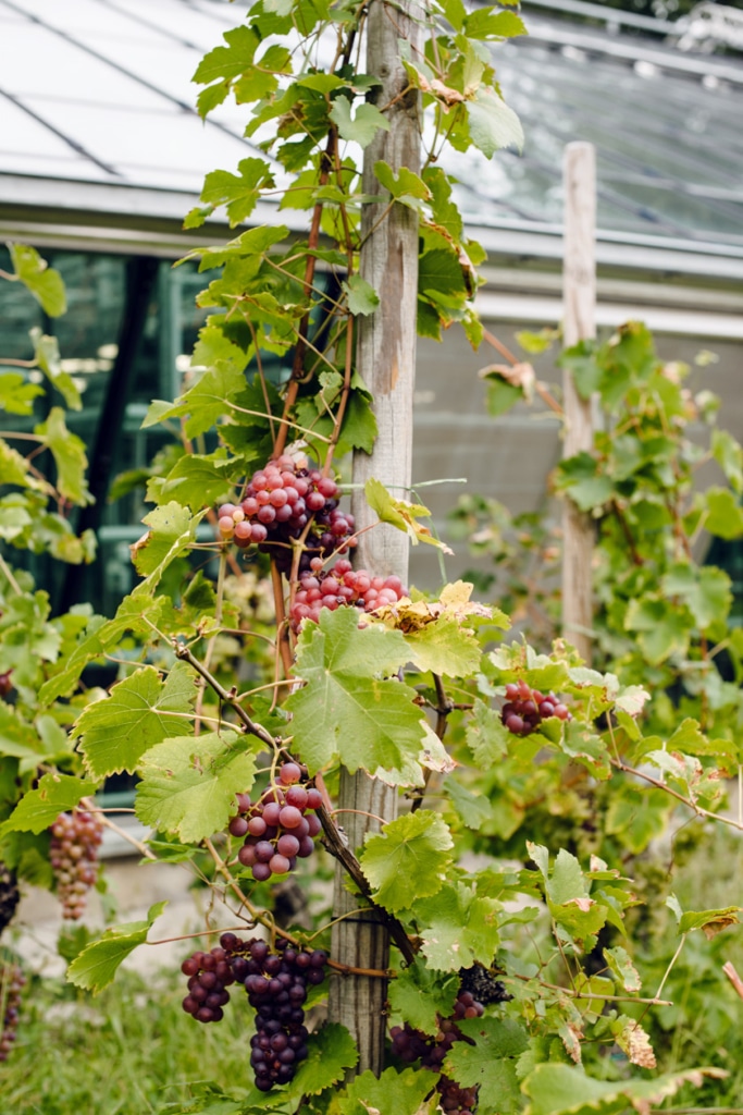 Freiburg im Breisgau – Balade au jardin botanique