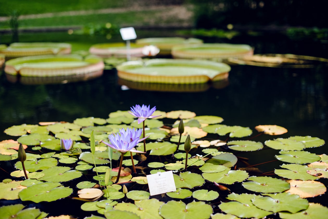 Freiburg im Breisgau – Balade au jardin botanique