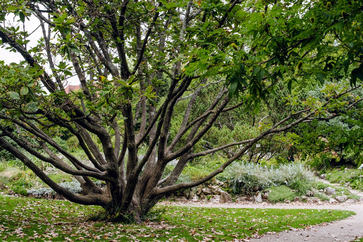 Freiburg im Breisgau – Balade au jardin botanique