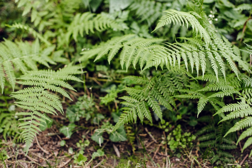 Freiburg im Breisgau – Balade au jardin botanique