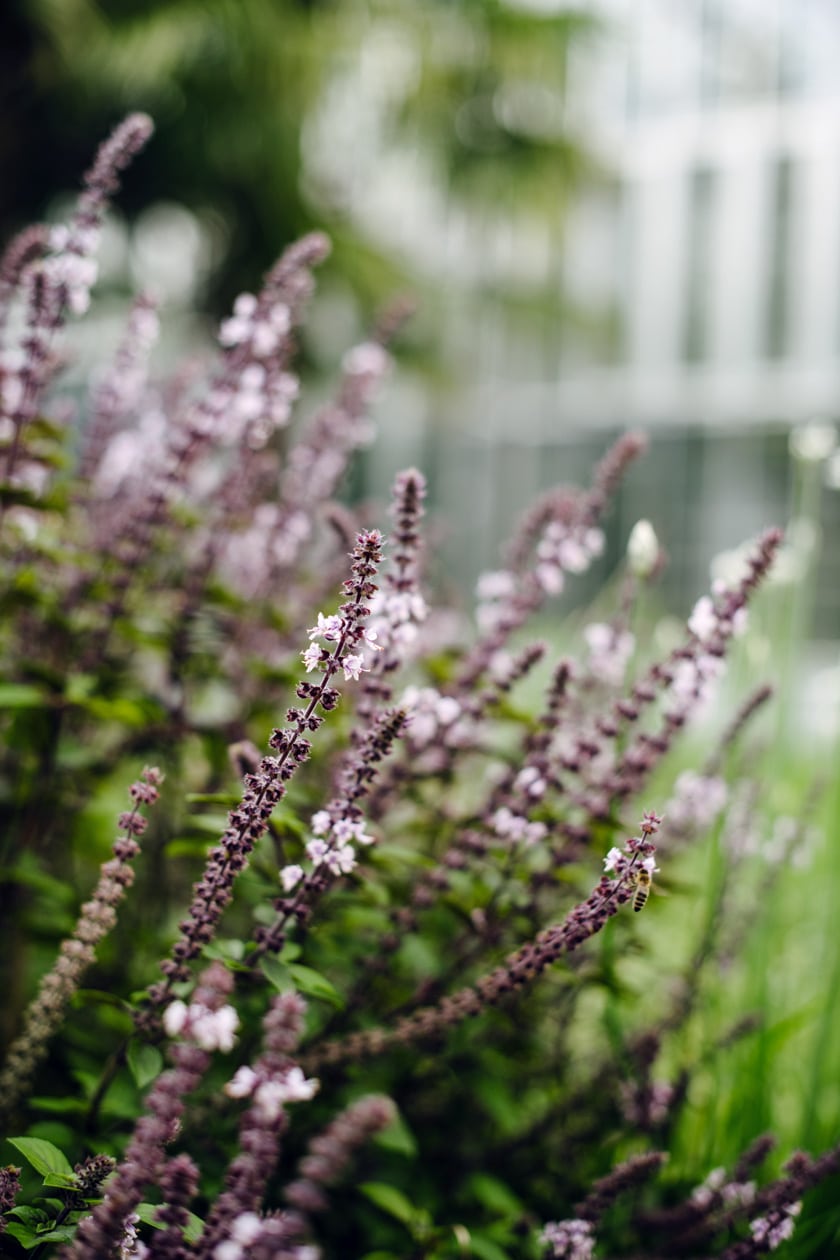 Freiburg im Breisgau – Balade au jardin botanique