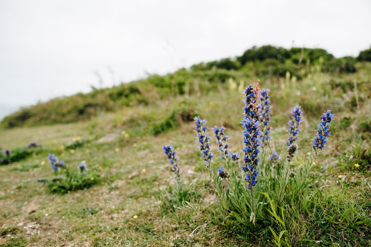 Balade le long des falaises de Beachy Head, dans le sud est de l'Angleterre