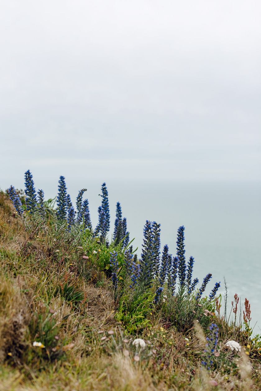 Vipérine commune qui pousse au bord des falaises de Beachy Head, dans le sud est de l'Angleterre