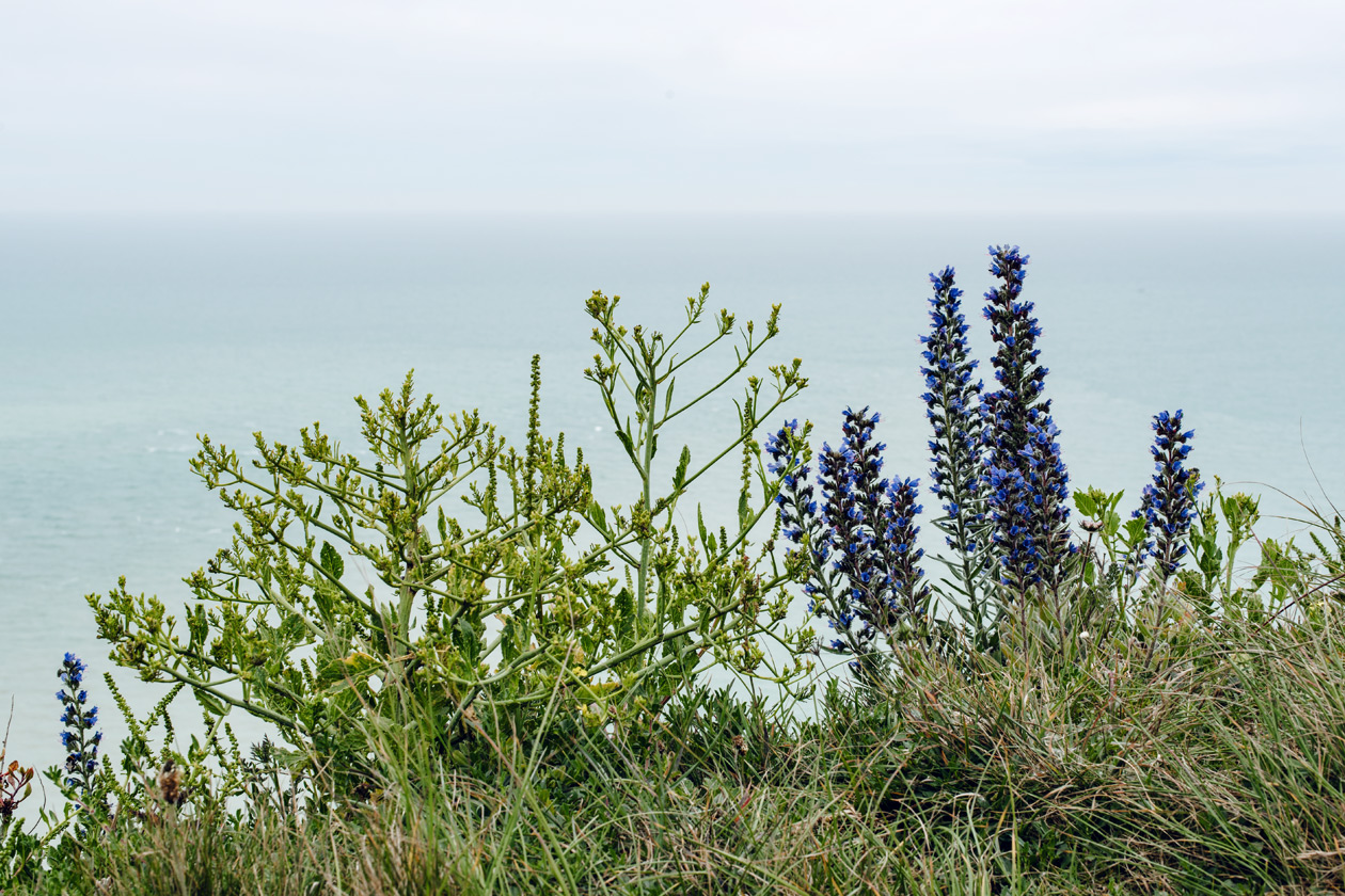 Vipérine commune qui pousse au bord des falaises de Beachy Head, dans le sud est de l'Angleterre