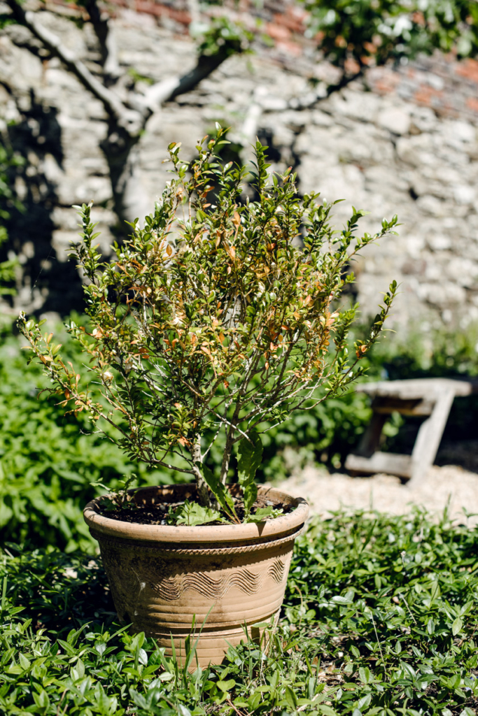 Visite du chateau médiéval de Rye