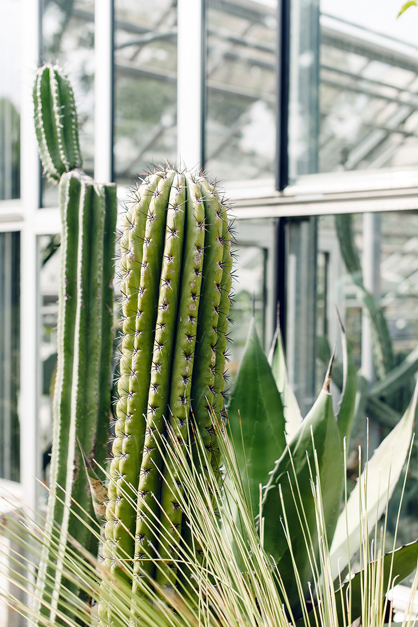 Jardin botanique de Bâle – Cactus