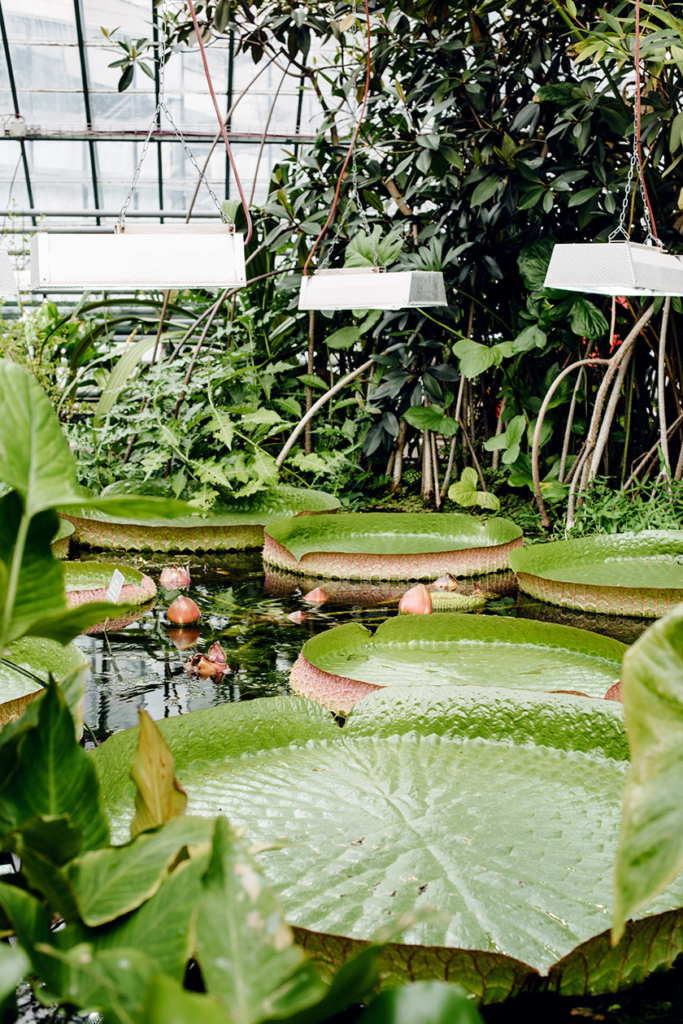 Bassin de nénuphars dans la serre Victoria du jardin botanique de Bâle