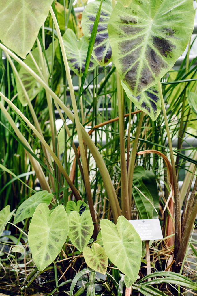 À l'intérieur de la serre Victoria du jardin botanique de Bâle