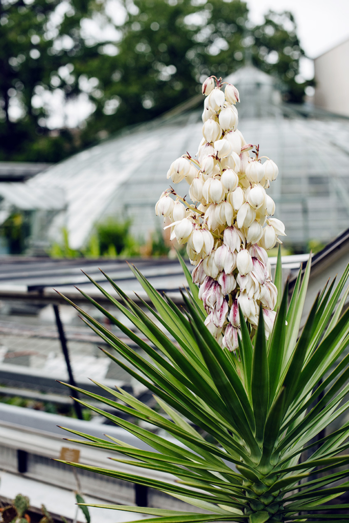 Promenade au jardin botanique de Bâle