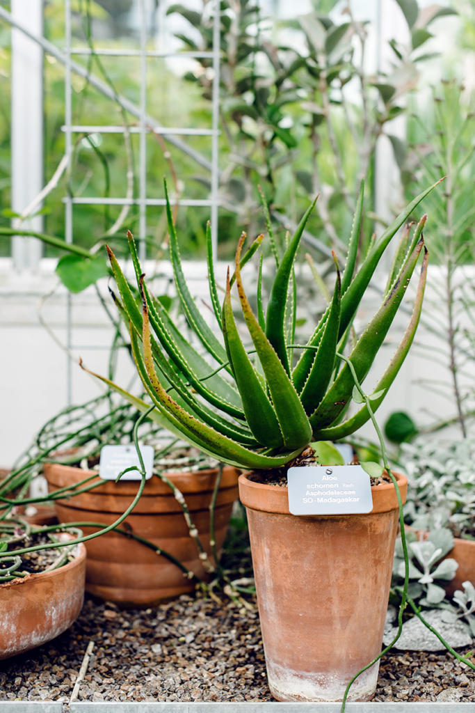 La serre des cactus et des succulentes du jardin botanique de Bâle