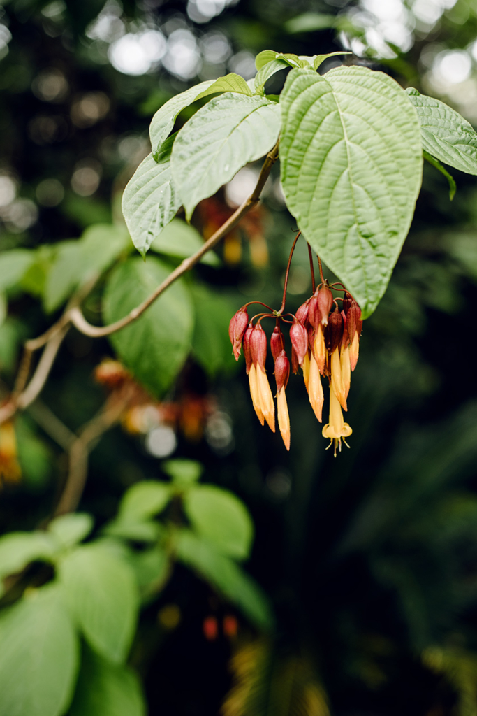 Promenade au jardin botanique de Bâle