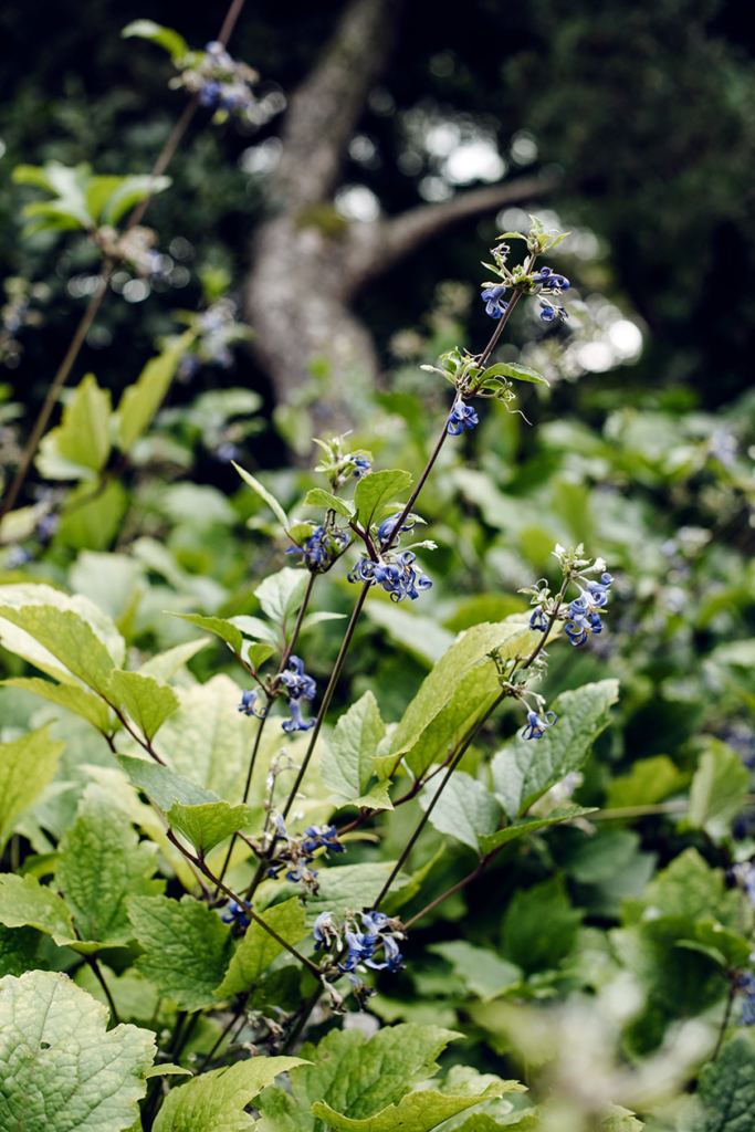 Promenade au jardin botanique de Bâle