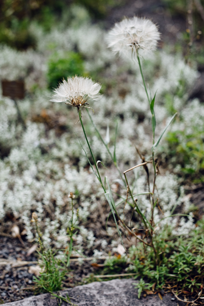 Promenade au jardin botanique de Bâle