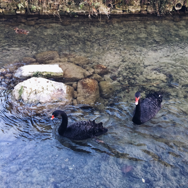 Les cygnes noirs du canal de la Suze