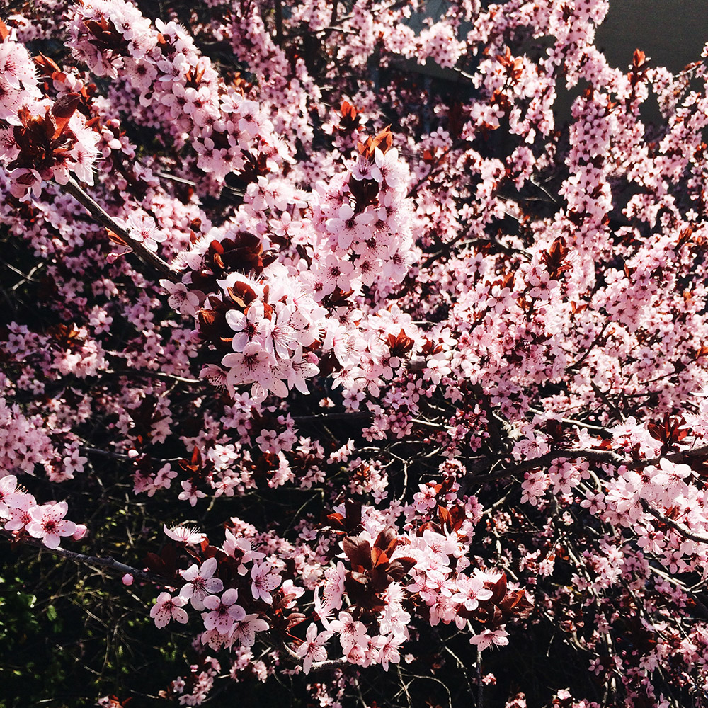 Prunus couvert d'un millier de petites fleurs roses
