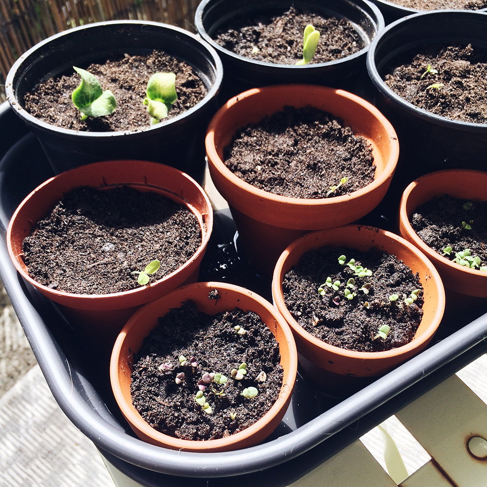 Potager 2019: semis de courgettes, tomates et basilic