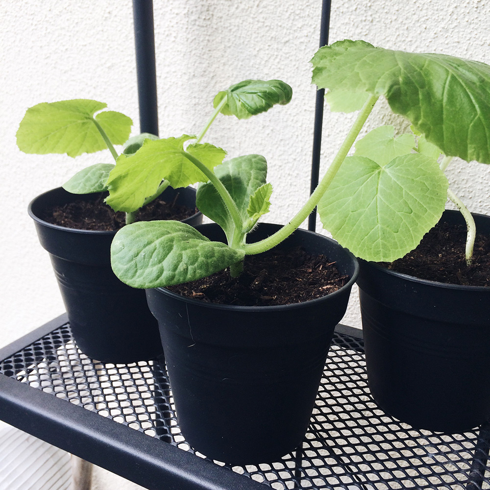Potager 2019: jeunes plants de courgettes