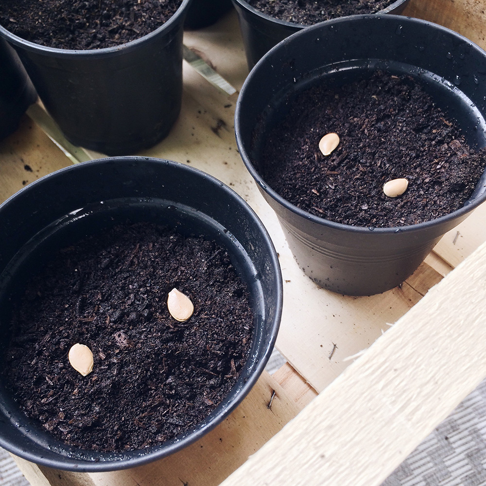 Potager 2019: semis de courges