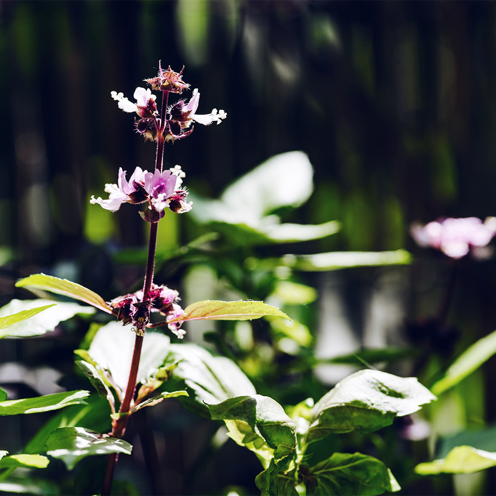 Potager 2019: fleurs de basilic pourpre